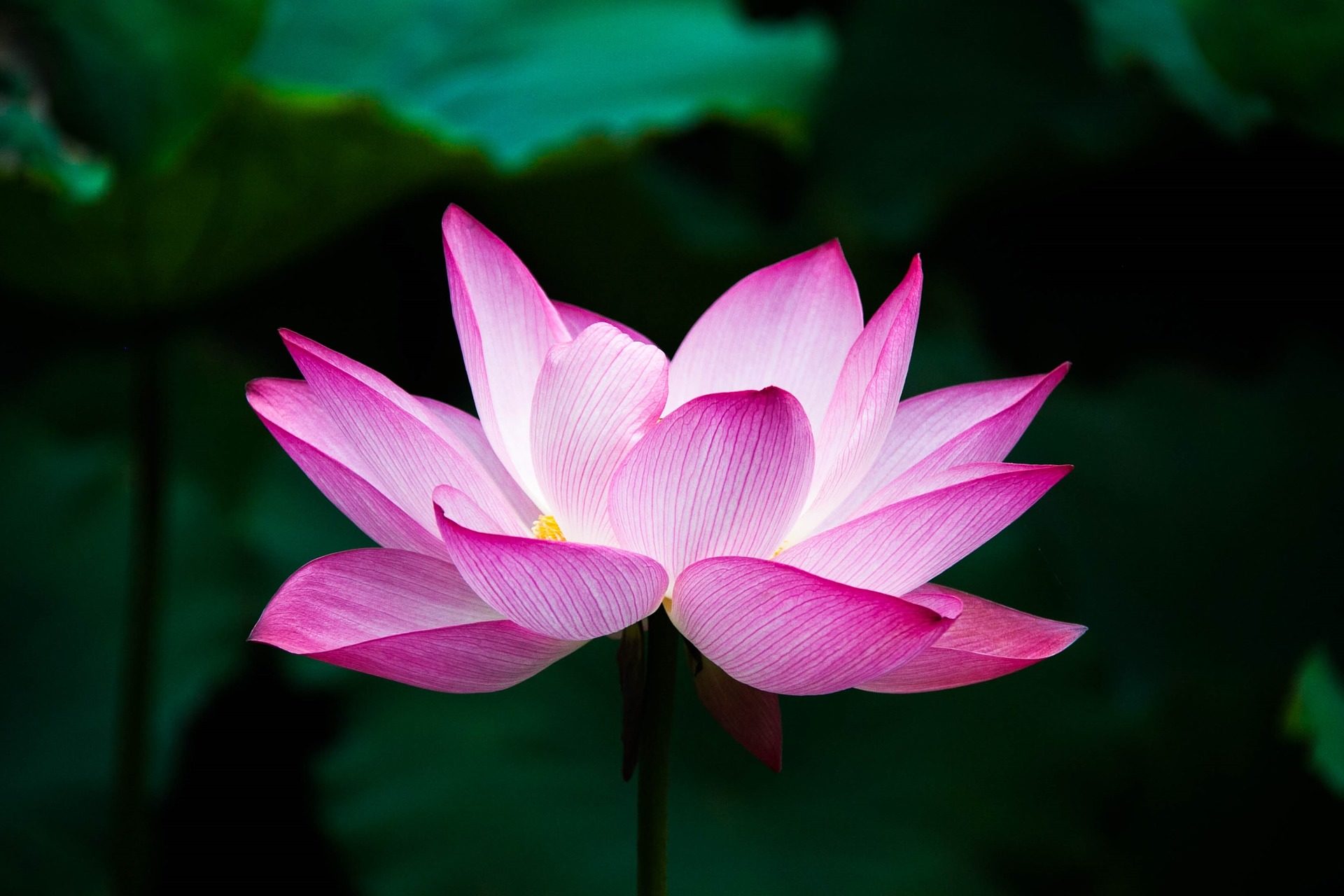 lotus-flor-inself